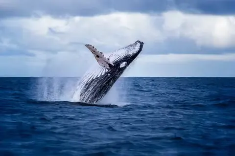 Ballena jorobada saltando en mar abierto