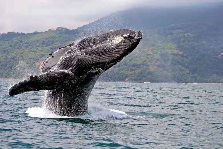Ballena jorobada saltando frente a la selva del Pacífico colombiano